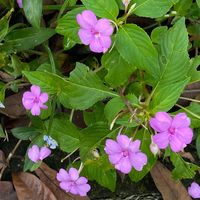 Linh Avatar - TPHCM Today