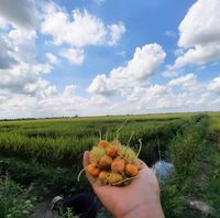 Đào Avatar - TPHCM Today