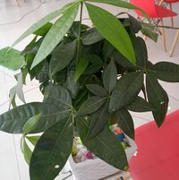 Giang Avatar - TPHCM Today