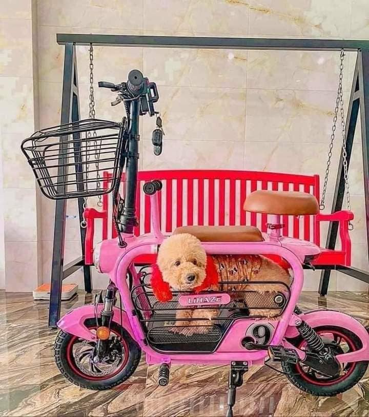Xe điện Sỉ lẻ đồng giá cả nhà ơi.