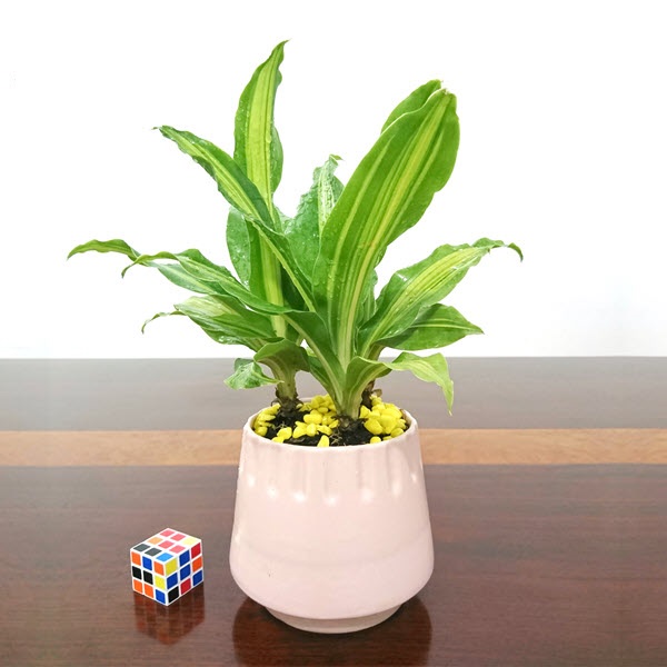 Giang Avatar - TPHCM Today