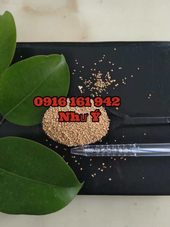 Nguyễn Avatar - TPHCM Today