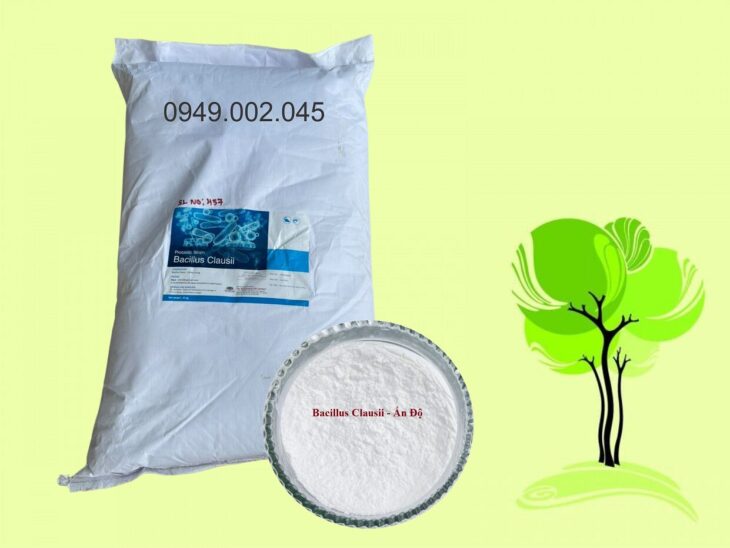 Men Bacillus Clausii – Men tiêu hóa cho tôm cá