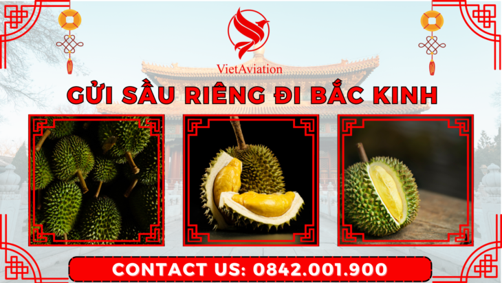 Gửi sầu riêng đi Bắc Kinh bằng đường hàng không