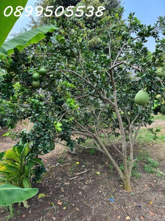 Sở hữu ngay lô đất vườn rộng rãi – Không gian thoáng mát, thích hợp làm farmstay!