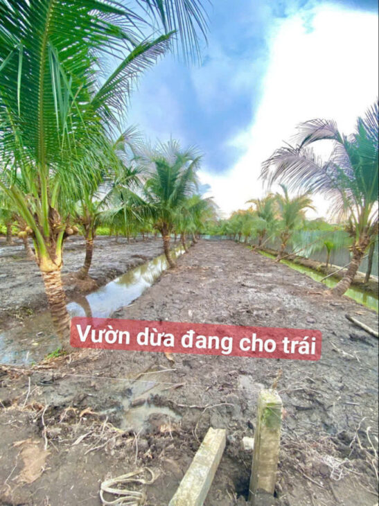 Cần bán nhanh 2 lô đất thổ vườn cực đẹp đường đá xanh 6m xe tải vi vu