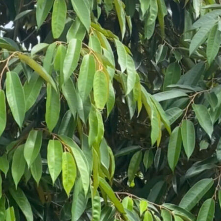 SỞ HỮU ĐẤT ĐẸP – GIÁ TỐT – Vị Trí Đắc Địa Tại : Phú Thịnh – Tân Phú – Đồng Nai