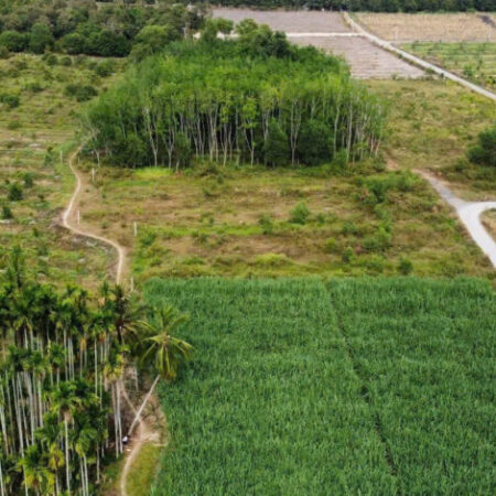 ĐẤT ĐẸP – GIÁ Tốt – Vị Trí Tại : Ấp Cây Đa – Xã Hiệp Thạnh – Huyện Gò Dầu – Tỉnh Tây Ninh