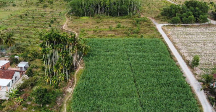 ĐẤT ĐẸP – GIÁ Tốt – Vị Trí Tại : Ấp Cây Đa – Xã Hiệp Thạnh – Huyện Gò Dầu – Tỉnh Tây Ninh