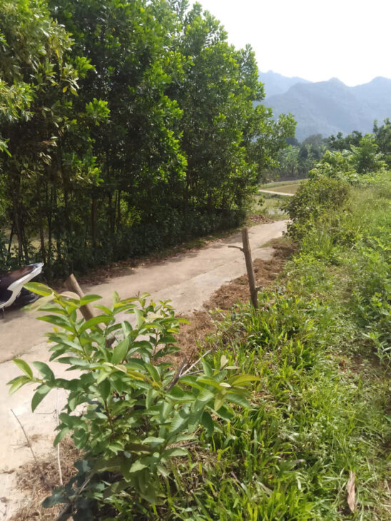 ĐẤT ĐẸP – GIÁ TỐT – Vị Trí Đắc Địa Tại Xã Yên Bồng, Huyện Lạc Thuỷ, Tỉnh Hoà Bình