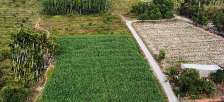 ĐẤT ĐẸP – GIÁ Tốt – Vị Trí Tại : Ấp Cây Đa – Xã Hiệp Thạnh – Huyện Gò Dầu – Tỉnh Tây Ninh