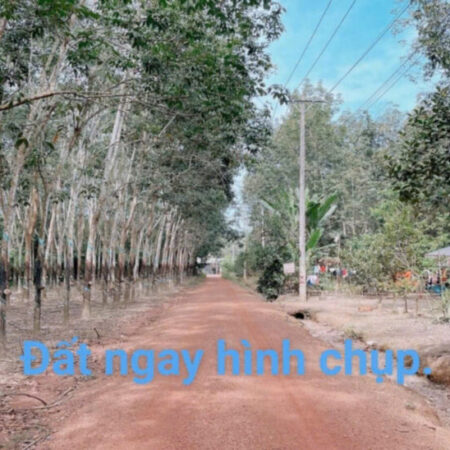 Chính chủ cần bán 8000m2 đất CLN tại Bắc Tân Uyên, Bình Dương Chính chủ cần bán 8000m2 đất CLN tại Bắc Tân Uyên, Bình Dương