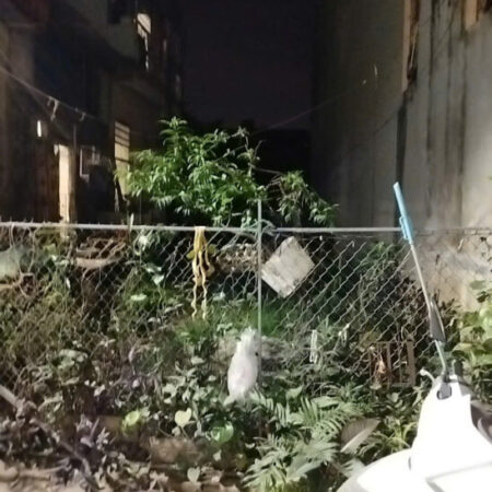 Bán gấp trong 3 ngày đất phân lô Đức Giang, dt 73m, giá công chứng 6.2 tỷ