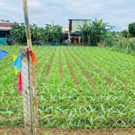 Đất Đại Cường – Đại Lộc diện tích rộng xây nhà vườn, biệt thự