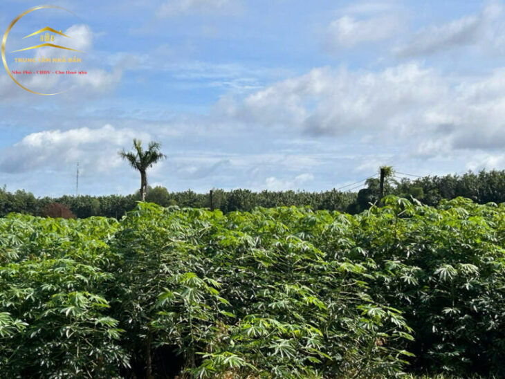 Bán đất hoặc hợp tác Dự án Farm kỹ thuật cao tại Hớn Quảng – Bình Phước tổng 22.300m2 trồng cây ăn