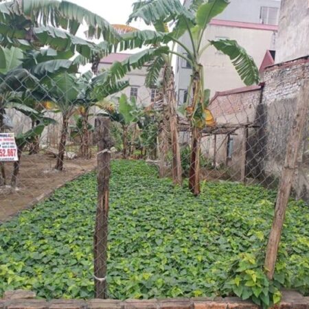 Bán đất ngay BV Phương Đông ĐH Mỏ 20m ra phố ô tô tránh, mặt tiền rộng 46m nhỉnh 4 tỷ