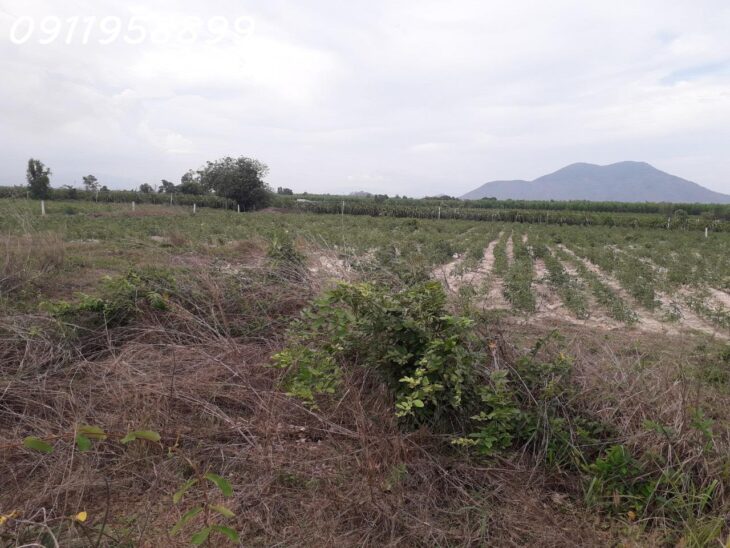 Bán 50m x 70 đất thổ cư Mai Thúc Loan, Thị xã LaGi giảm 50% chỉ 160tr/m ngang