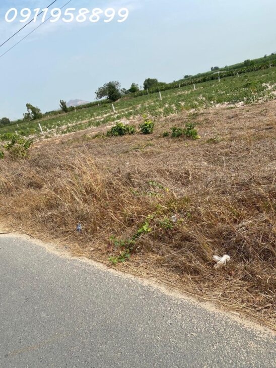 Bán 50m x 70 đất thổ cư Mai Thúc Loan, Thị xã LaGi giảm 50% chỉ 160tr/m ngang