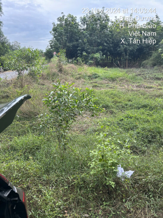 CHÍNH CHỦ CẦN BÁN GẤP ĐẤT Ở TÂN HIỆP, PHÚ GIÁO, BÌNH DƯƠNG