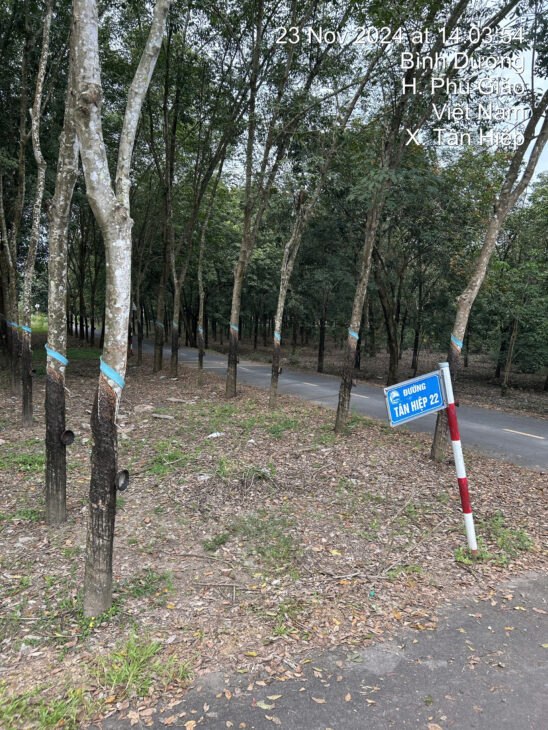 CHÍNH CHỦ CẦN BÁN GẤP ĐẤT Ở TÂN HIỆP, PHÚ GIÁO, BÌNH DƯƠNG