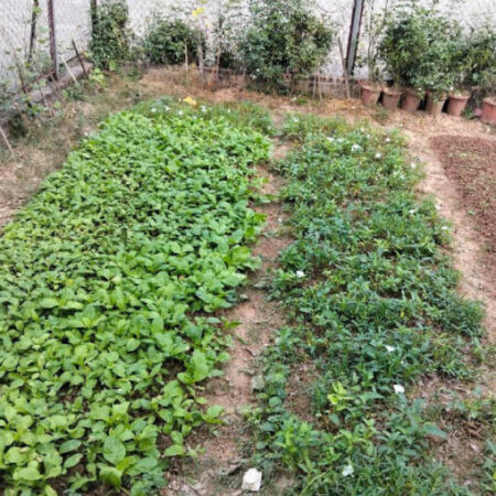 TRUNG TÂM TRÂU QUỲ – MẶT PHỐ CHÍNH – LÔ ĐẤT VIP