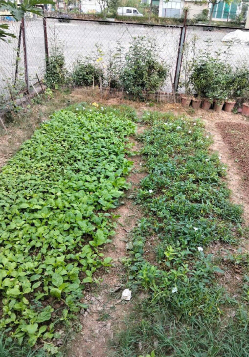 TRUNG TÂM TRÂU QUỲ – MẶT PHỐ CHÍNH – LÔ ĐẤT VIP