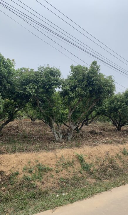 CẦN BÁN 5 LÔ ĐẤT BIỆT THỰ ĐẸP TIỀN NĂNG TẠI xã KIÊN THÀNH-LỤC NGẠN-BẮC GIANG