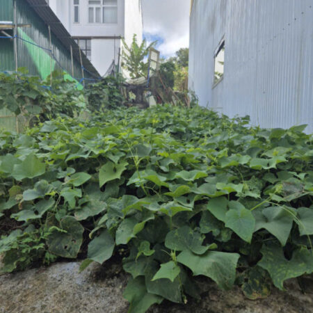 Bán đất KQH An Sơn, Phường 4, Đà Lạt.