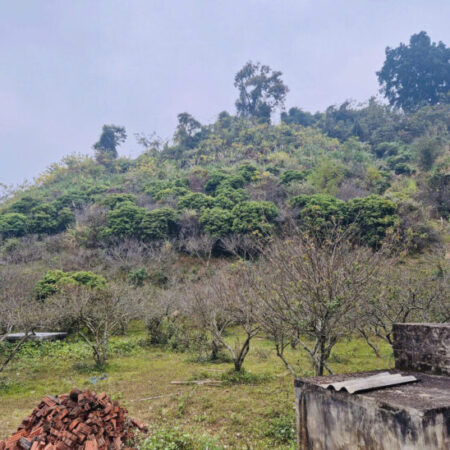 Đất đồi Mộc Châu phù hợp trồng vườn Mận, Đào cần bán, diện tích 24000m2 giá hơn 400k/1m2. Đất đồi Mộc Châu phù hợp trồng vườn Mận, Đào cần bán, diện tích 24000m2 giá hơn 400k/1m2.