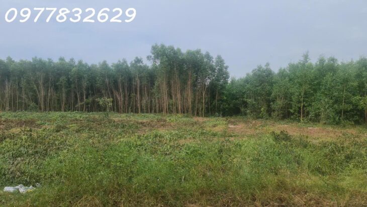 Bán 200m x 190m (3.8 ha) Đường Cù Chính Lan- Tân Bình – TX LaGi giá ngộp 100tr/ m ngang