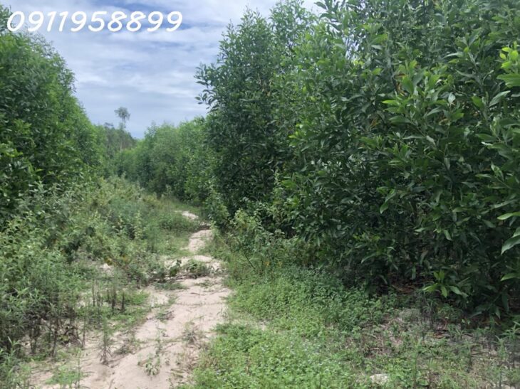 Chỉ 375 triệu/ sào lô đất 1.6 hecta Lô 2 đường nhựa Phạm Thế Hiển, Tân Bình, Thị xã LaGi giảm 50%,