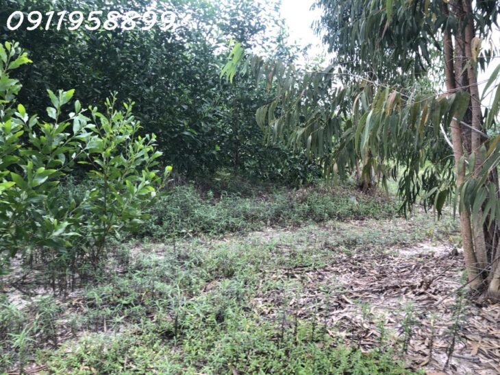Chỉ 375 triệu/ sào lô đất 1.6 hecta Lô 2 đường nhựa Phạm Thế Hiển, Tân Bình, Thị xã LaGi giảm 50%,