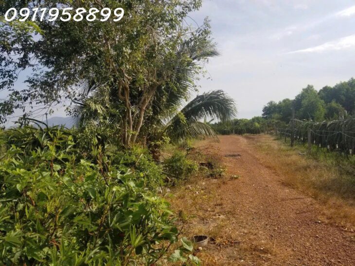 NGỘP BANK! GIẢM 60% 1.9 mẫu đất phủ hồng Tân Tiến – TX LaGi gần Biển Tam Tân