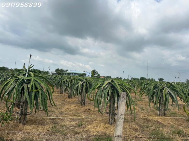 NGỘP BANK! GIẢM 60% 1.9 mẫu đất phủ hồng Tân Tiến – TX LaGi gần Biển Tam Tân