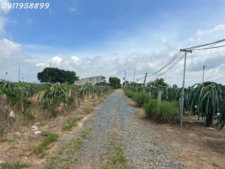 NGỘP BANK! GIẢM 60% 1.9 mẫu đất phủ hồng Tân Tiến – TX LaGi gần Biển Tam Tân