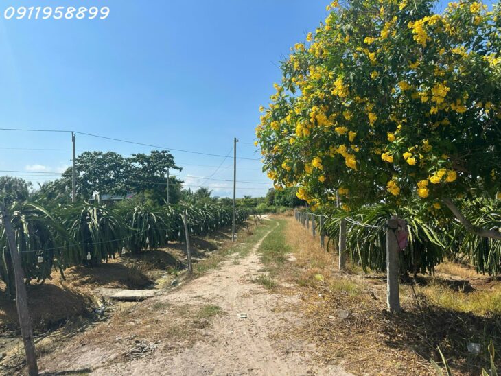 Bán 8.2 sào đất Tân Tiến, thị xã LaGi giá ngộp 290tr/ sào gần Dinh Thầy Thím, Biển Tam Tân