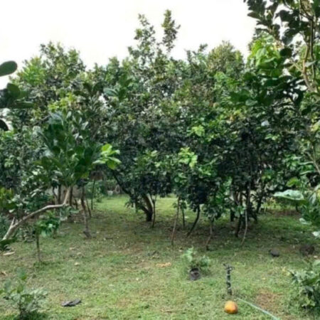 ĐI MỸ ĐỊNH CƯ CẦN BÁN GÁP LÔ ĐẤT 3000M2 GIÁ CHỈ 350 TRIỆU