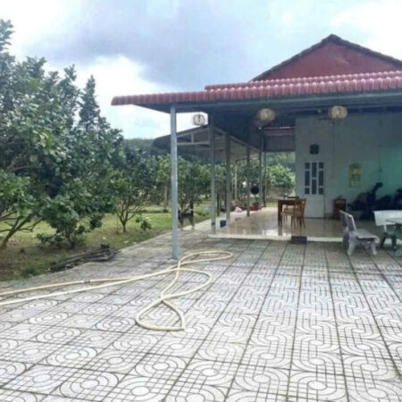 ĐI MỸ ĐỊNH CƯ CẦN BÁN NGAY VƯỜN BƯỞI SAU LƯNG ỦY BAN NHÂN DÂN