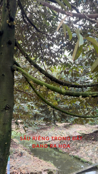 CHÍNH CHỦ – BÁN NHANH ĐẤT TẠI THỊ XÃ CAI LẬY, TIỀN GIANG CHỈ 5,3 TỶ 3000M2