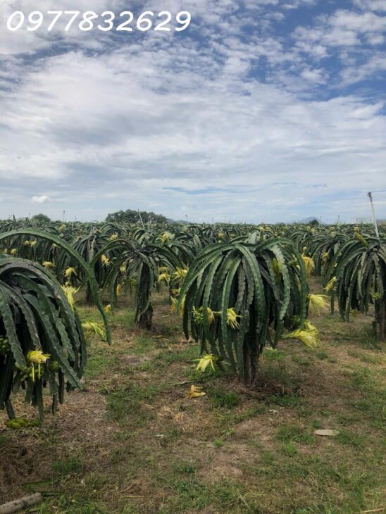 Bán 3 sào đất Tân Hải – TX LaGi giá ngộp chỉ 1.8 tỷ