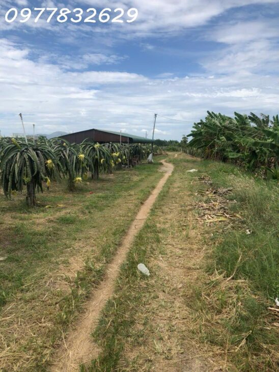 Bán 3 sào đất Tân Hải – TX LaGi giá ngộp chỉ 1.8 tỷ