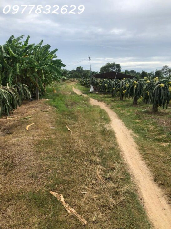 Bán 3 sào đất Tân Hải – TX LaGi giá ngộp chỉ 1.8 tỷ