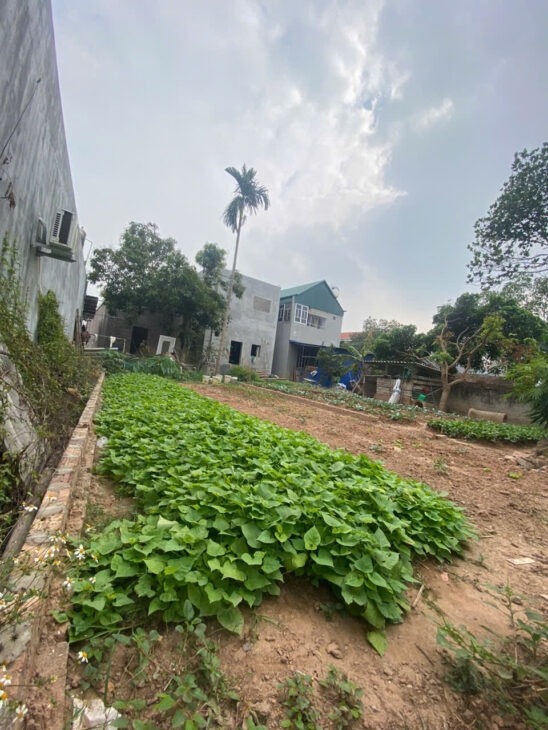 CƠ HỘI ĐẦU TƯ – LÔ ĐẤT ĐẸP TẠI HIỀN NINH, SÓC SƠN. 80M2, MT 5,5M. FULL THỔ CƯ. ĐƯỜNG 4M. GIÁ CHỈ