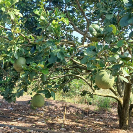 BÁN ĐẤT ĐẸP – GIÁ Tốt – Vị Trí Tại : Bình Ba – Châu Đức – Bà Rịa Vũng Tàu