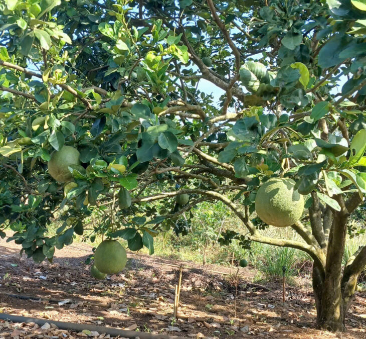 BÁN ĐẤT ĐẸP – GIÁ Tốt – Vị Trí Tại : Bình Ba – Châu Đức – Bà Rịa Vũng Tàu