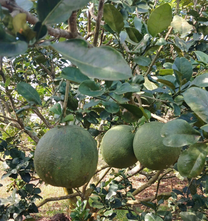 BÁN ĐẤT ĐẸP – GIÁ Tốt – Vị Trí Tại : Bình Ba – Châu Đức – Bà Rịa Vũng Tàu