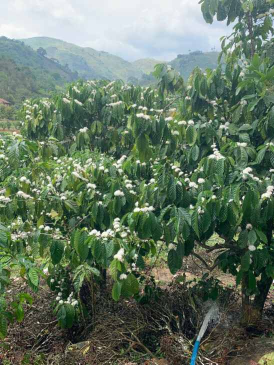 Chính Chủ Bán Lô Đất Thôn 12 Lộc Thành, Bảo Lâm, Lâm Đồng.