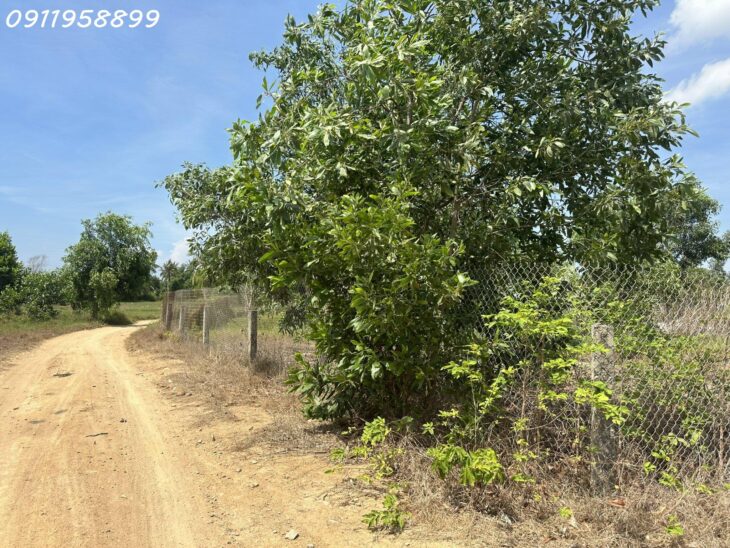 Bán 519m2 đất thổ cư Tân Tiến, thị xã LaGi gần Biển giá đầu tư