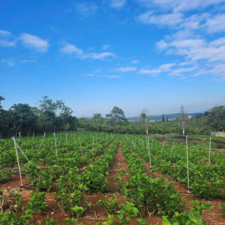 SIÊU PHẨM BÁN 2306.7M2 ĐẤT MẶT TIỀN ĐƯỜNG CHỈ 3 TỶ 500 LIÊN HIỆP ĐỨC TRỌNG LÂM ĐỒNG