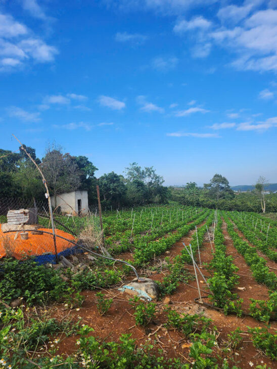 SIÊU PHẨM BÁN 2306.7M2 ĐẤT MẶT TIỀN ĐƯỜNG CHỈ 3 TỶ 500 LIÊN HIỆP ĐỨC TRỌNG LÂM ĐỒNG